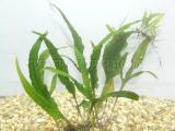 Akváriumi növények - Microsorum pteropus Undulata